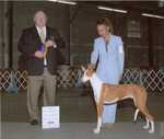 SUNRUMBA'S HIGH APPAWS FOR LILY O. BREEDER: Robin Castillo. By Ch Bramblewood's Round Of Appaws-Ch Rumba De can Poca-Roba JC. OWNER: Pat Onley & Robin Castillo.