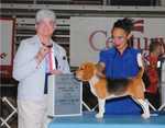 RYNGWRAYTH'S ELITE EIGHT. BREEDER: Gina Heitland. By Ch Kahootz Chase Manhattan-Dreamsof Red White N\' No Blue. OWNER: Gina Heitland. Ellie wins a 4 pt major!