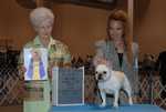 Ch PETIT MOTIF MILEYMANIA. BREEDER: Judi McKissick & Helene Neer. By Ch Petit Motif's Pickpocket-Petit Motif Stella by Starlite. OWNER: Larry Bates & Helene Neer & Judi McKissick.