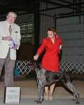 Ch. SOUTHWIND SAYNGA'S ICE VON HOLZ. BREEDER: Pat Dunn. By Ch Ehrenvogel Daredevil CD TD JH OA OAJ-Ch Southwind Ruby's Shadow. OWNER: Andrew S. Davis MD