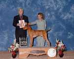 CH SUN MEADOW NORM ON THE RUN. Dog. BREEDER: James N Falk & Leah Clayton.By Ch Sun Meadow Jacob's Boardwalk-Ch Sun Meadow Majestic Csillag UD AX AXJ. OWNER: Jeffrey King Coffey & Leah Clayton. 