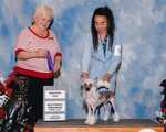 SILVER BLUFF JON BON JOVI. BREEDER: Barbara Fischer. By Ch Elysee's SB Louis Vuitton-Silver Bluff Norma Kamali. OWNER: Ronda Leck