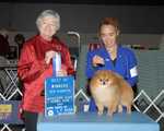 Ch. DREAMCASTLE\'S GISMO. BREEDER: Vickey Colter. By Ch Mac\'s Frankly my Dear-Mac\'s I just want to be me. OWNER: Nancy Pinder & Sandra McCutcheon.
