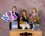 Ch. FINCH'S TIME IS RIGHT FOR POMJOY. BREEDER: Diane L. Finch. By Ch Finch's Bet on the Parti-Finch's Shamoo Parti. OWNER: Sheryl Anne Goodman. Billy wins BOB over several specials as a class dog for a 5pt major in Shawnee, OK!