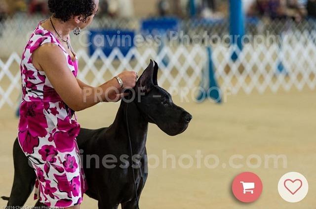 Nox Candid Head shot